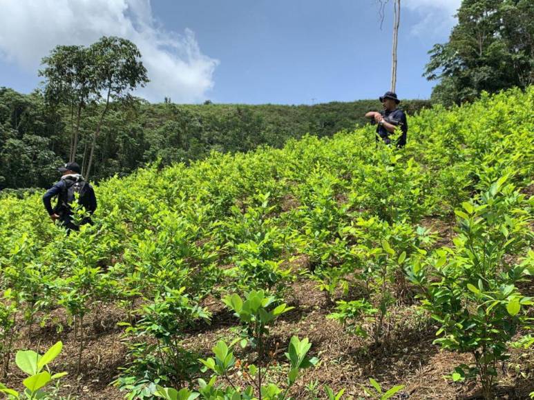 Así era la plantación de droga hallada en el Parque Nacional Patuca, considerada la más grande de Centroamérica