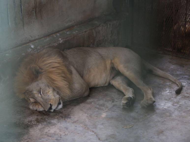 Así son los tigres y leones que serían sacrificados por falta de alimentos en Joya Grande