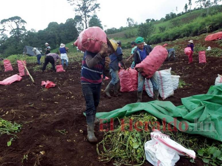 Iniciativas improductivas y políticas que no resuelven nada: La plaga que desalienta a los productores en Honduras