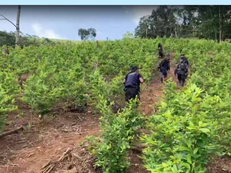 Así era la plantación de droga hallada en el Parque Nacional Patuca, considerada la más grande de Centroamérica