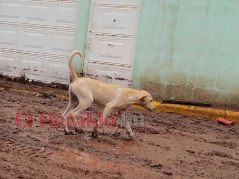 Destrucción y ruinas: lo que dejó la lluvia en su paso por la capital