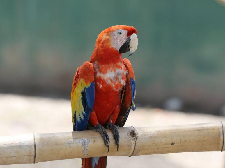 Estos son los felinos y aves que están en recuperación para ser liberados