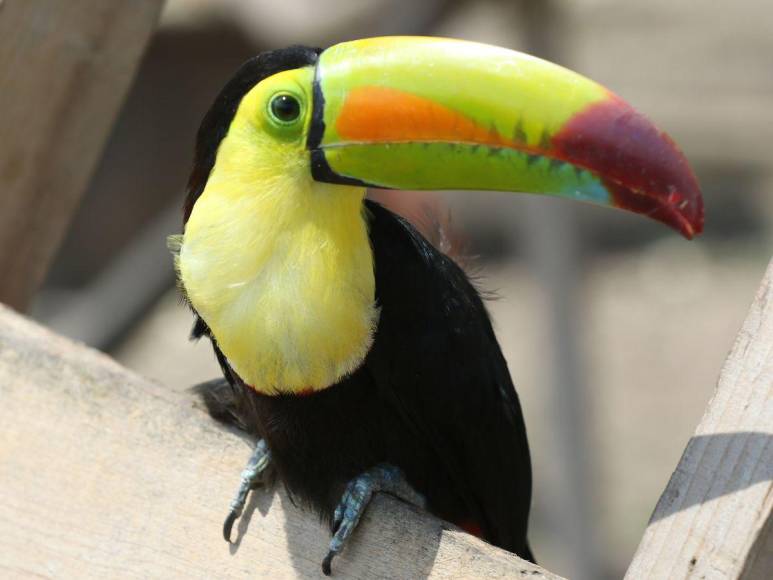 Estos son los felinos y aves que están en recuperación para ser liberados