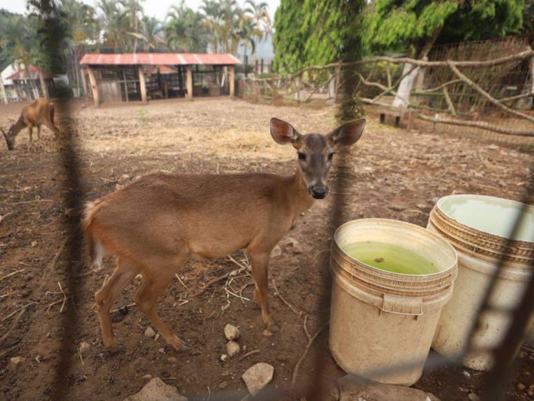 Las condiciones en las que viven animales en zoológico Joya Grande