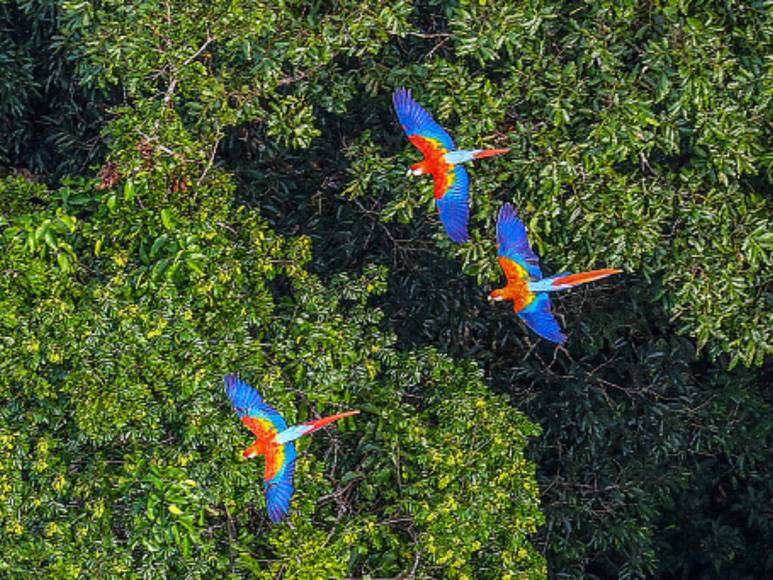 Comió gusanos y bebió su propia orina, así sobrevivió un boliviano durante un mes en la selva amazónica