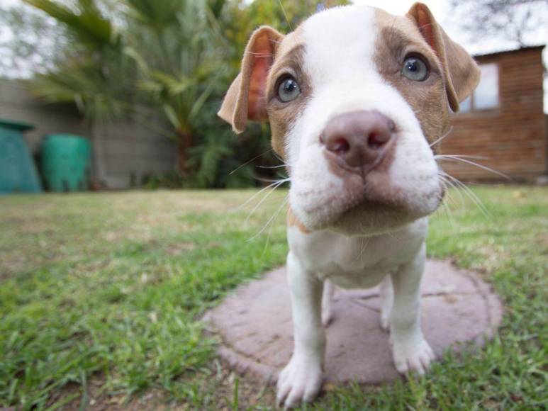 Los 15 datos que debes conocer sobre los pitbulls