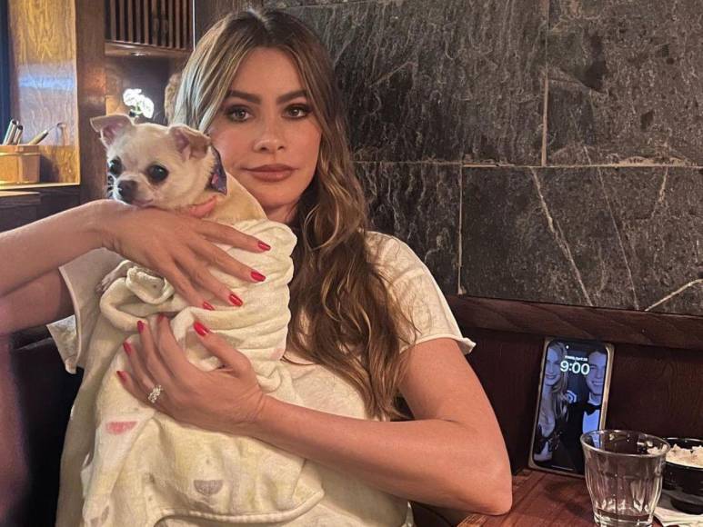 Bubbles, la perrita de Sofía Vergara y Joe Manganiello que complica su divorcio