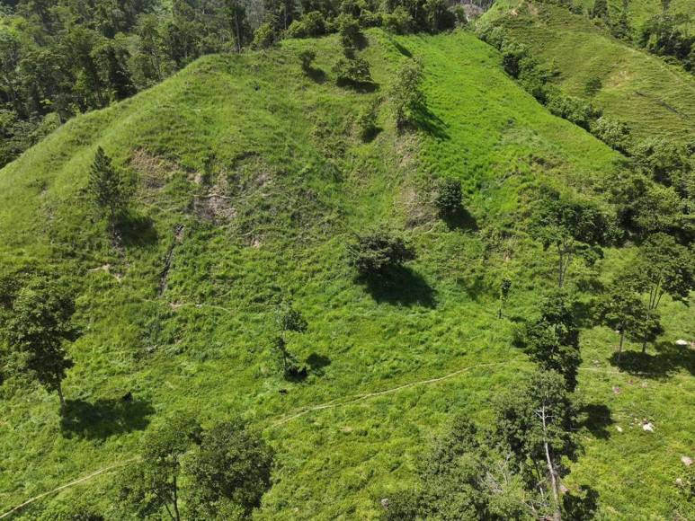 Invadidas, deforestadas o con cultivos prohibidos están varias zonas protegidas