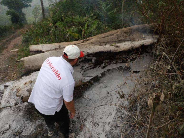 Ocupación de tierras, narcocarreteras y deforestación: conflicto en el río Plátano