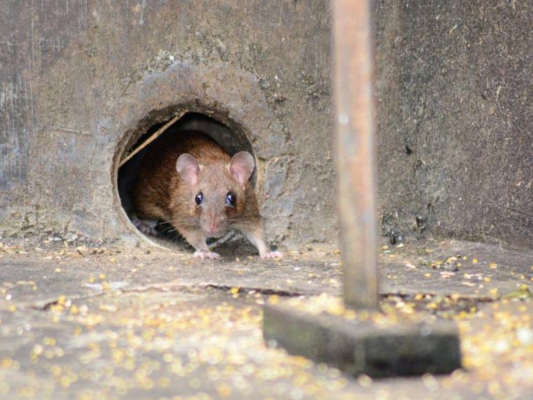 Lo que se sabe de la viruela del mono, enfermedad que alarma a Europa