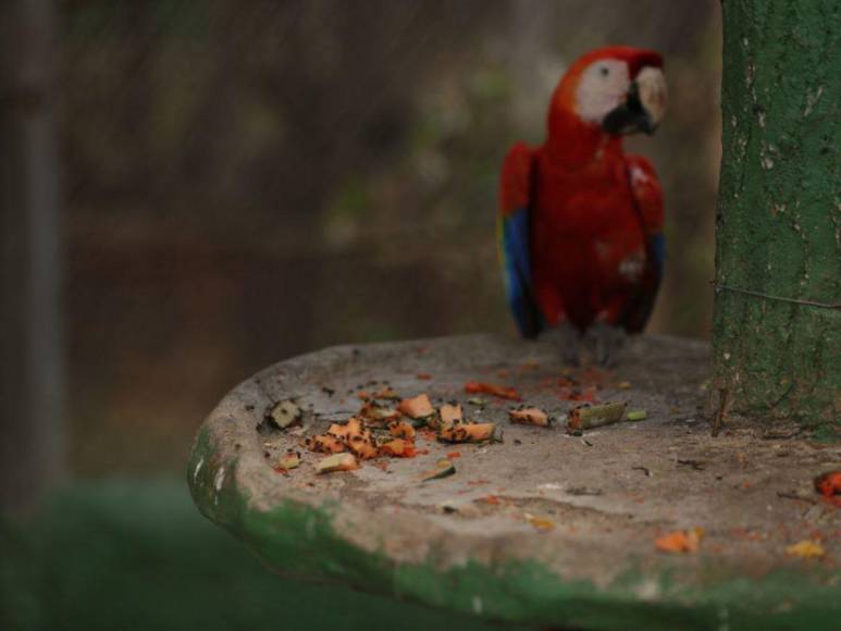 Las condiciones en las que viven animales en zoológico Joya Grande