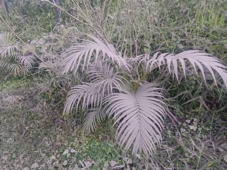 Nubes de alta temperatura y cenizas dispersas: Efectos de la erupción del volcán de Fuego en Guatemala