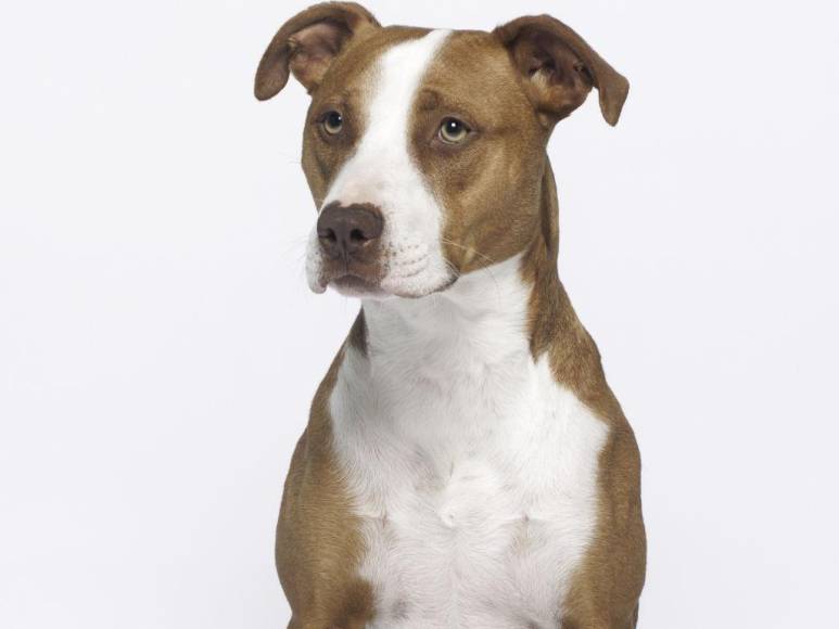 Los 15 datos que debes conocer sobre los pitbulls