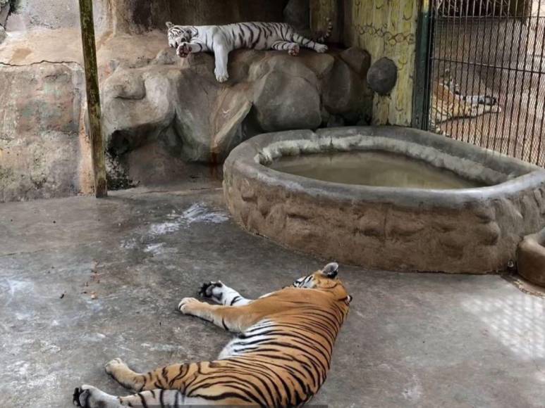 Tras controvertido cierre, Zoológico Joya Grande reabre sus puertas