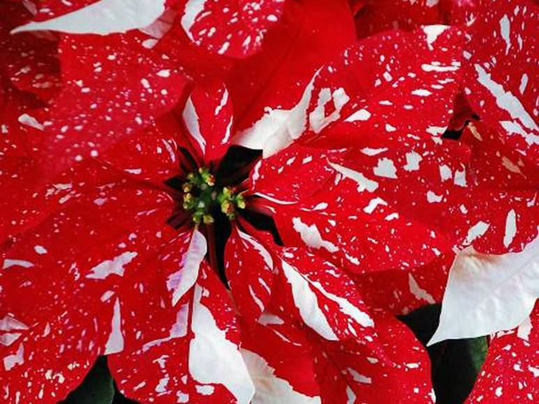 ¿Poinsettia? ¿Nochebuena? o ¿Pascuas? La flor símbolo de la Navidad