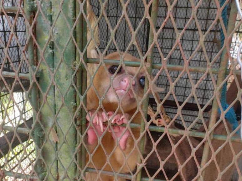 Tras controvertido cierre, Zoológico Joya Grande reabre sus puertas