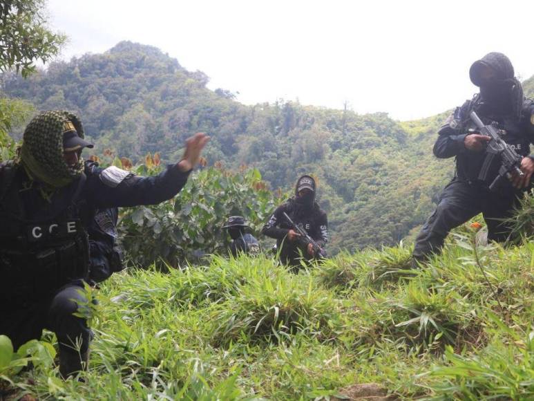 Así desmantelaron narcolaboratorio y plantación de coca en Colón (Fotos)