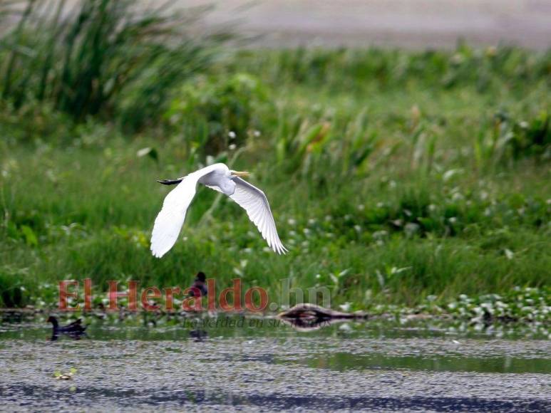 Heces, metales pesados y agroquímicos matan lentamente el Lago de Yojoa (FOTOS)