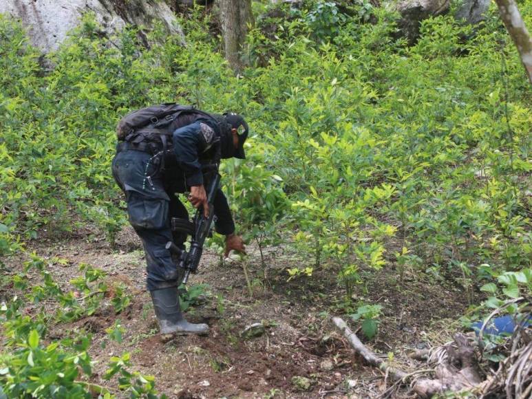 Así desmantelaron narcolaboratorio y plantación de coca en Colón (Fotos)