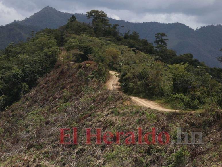 Destrucción, amenazas, ranchos y ganado: Así se maneja la tierra en la Biósfera del Río Platano