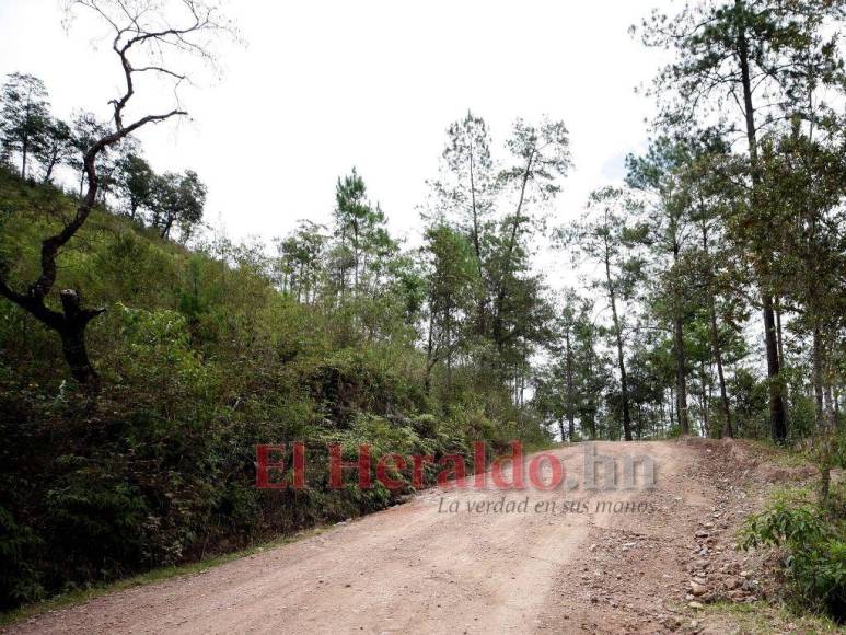 Biósfera del Río Plátano: 100 kilómetros de una carretera ilegal que amenaza un pulmón mundial