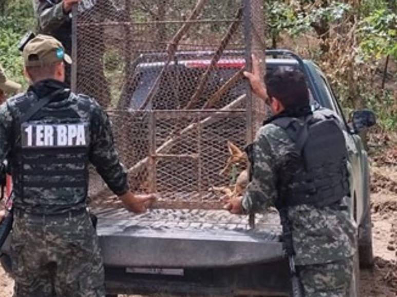 Rescatan a mono araña que iban a comercializar en Gualaco, Olancho