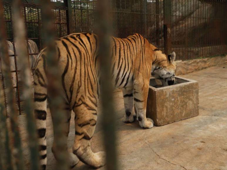 Así son los tigres y leones que serían sacrificados por falta de alimentos en Joya Grande