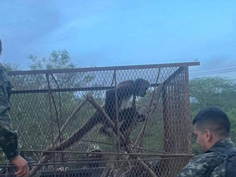 Rescatan a mono araña que iban a comercializar en Gualaco, Olancho