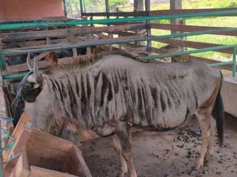 Tras controvertido cierre, Zoológico Joya Grande reabre sus puertas