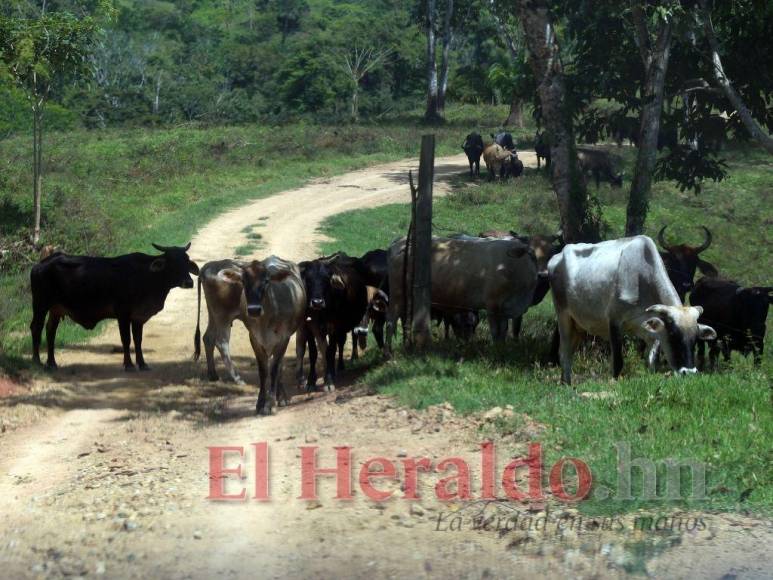 Destrucción, amenazas, ranchos y ganado: Así se maneja la tierra en la Biósfera del Río Platano