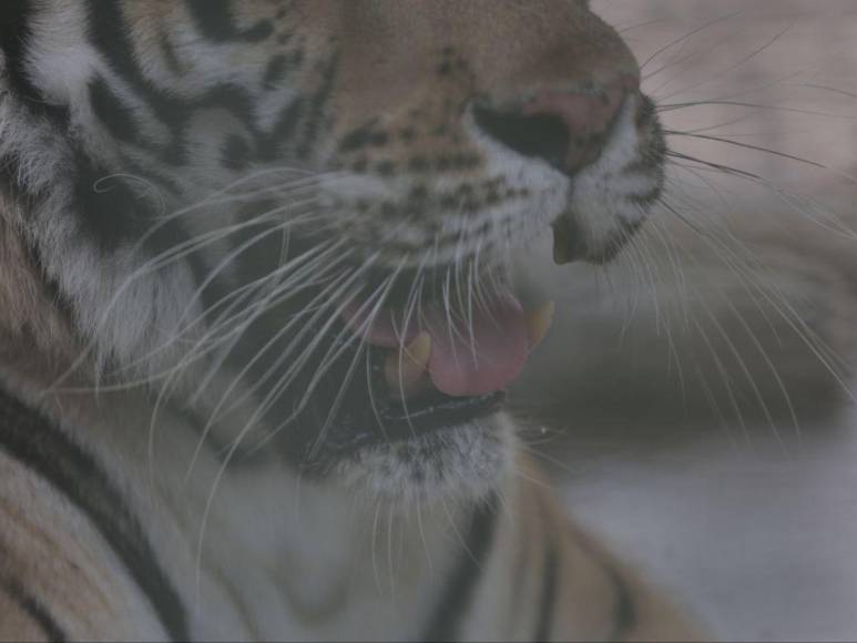 Así son los tigres y leones que serían sacrificados por falta de alimentos en Joya Grande