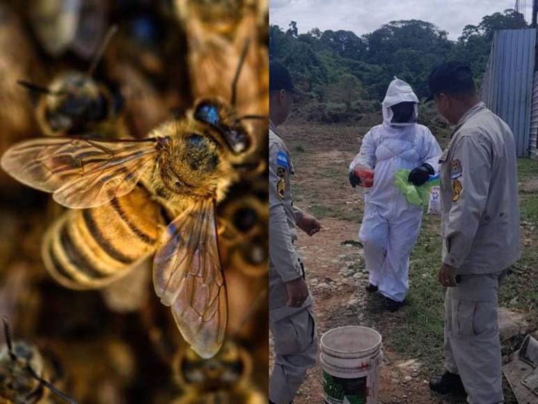 Fue atacado por enjambre de abejas africanizadas mientras medía un terreno: lo que se sabe de la muerte de anciano en La Ceiba