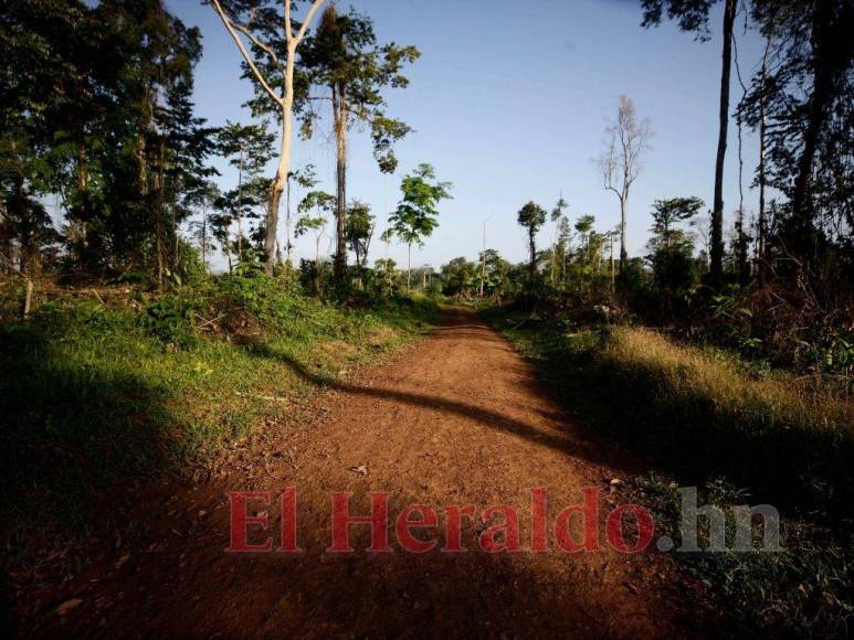 Destrucción, amenazas, ranchos y ganado: Así se maneja la tierra en la Biósfera del Río Platano