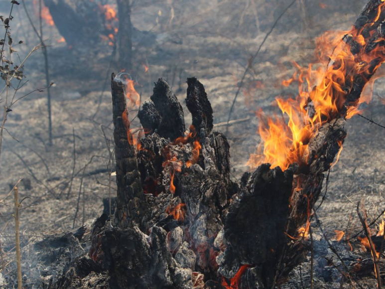 Fotos del incendio en La Tigra: El escenario devastador en el pulmón de la capital