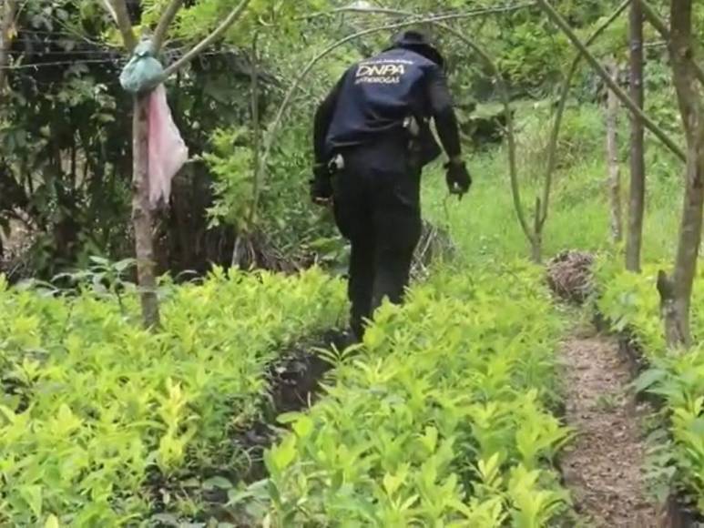 Así desmantelaron narcolaboratorio y plantación de coca en Colón (Fotos)