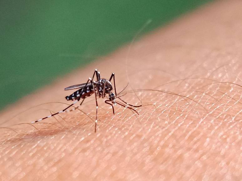 Consejos eficaces para protegerse del zancudo que transmite el dengue