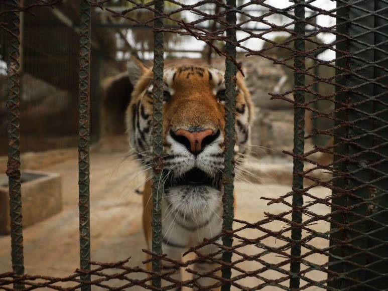 Así son los tigres y leones que serían sacrificados por falta de alimentos en Joya Grande