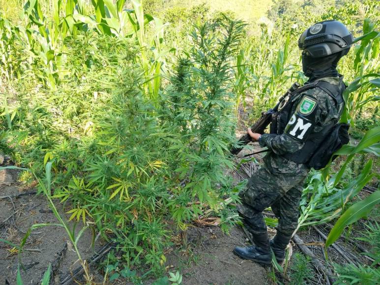 Aseguran casi medio millón de arbustos de cocaína en Olancho y Colón