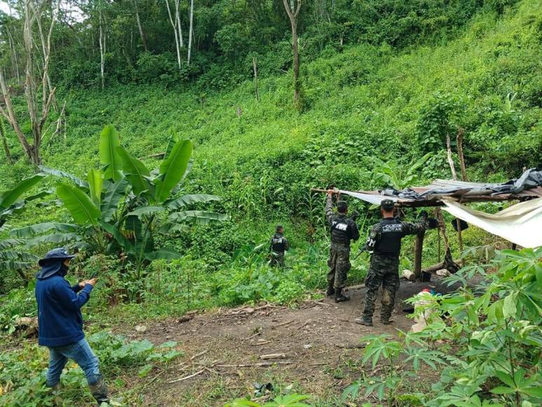 Invadidas, deforestadas o con cultivos prohibidos están varias zonas protegidas