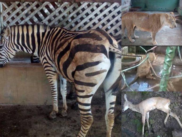 Divulgan imágenes de la realidad de los animales en Zoológico Joya Grande; OABI desmiente descuido