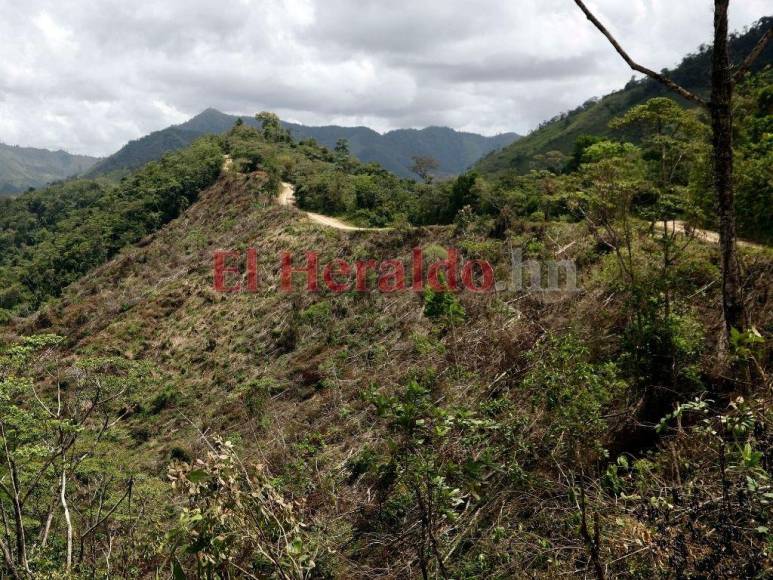 Biósfera del Río Plátano: 100 kilómetros de una carretera ilegal que amenaza un pulmón mundial