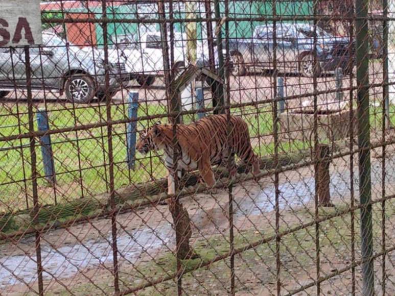 Tras controvertido cierre, Zoológico Joya Grande reabre sus puertas