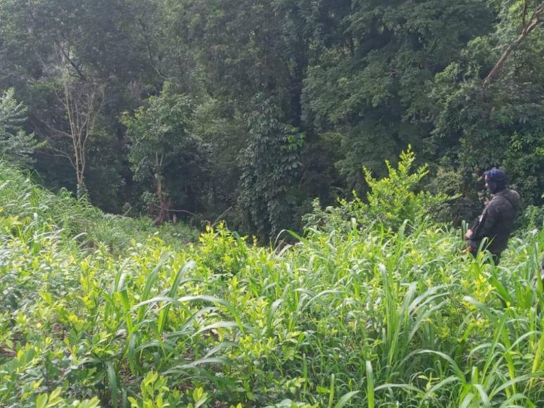 Casi un millón de plantas de cocaína entre lo asegurado por la Policía en diferentes comunidades de Colón