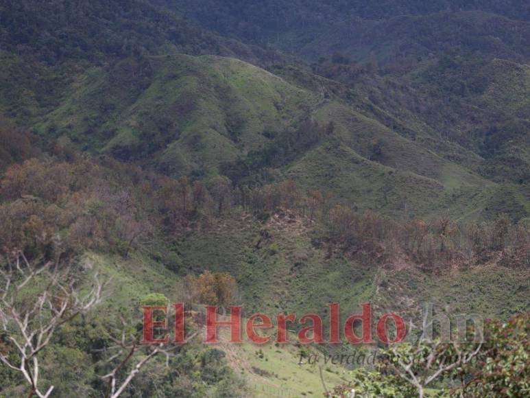 Destrucción, amenazas, ranchos y ganado: Así se maneja la tierra en la Biósfera del Río Platano