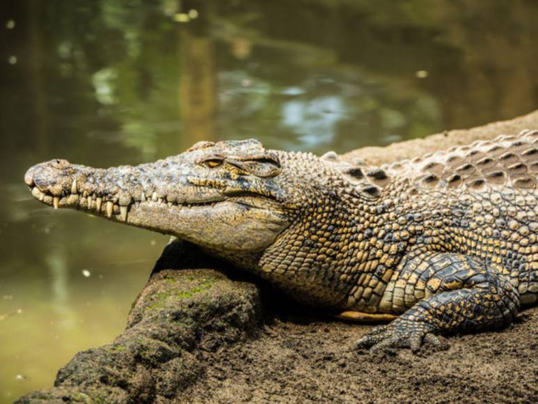 Alerta en Cantarranas y alrededores por presencia de cocodrilos en los ríos