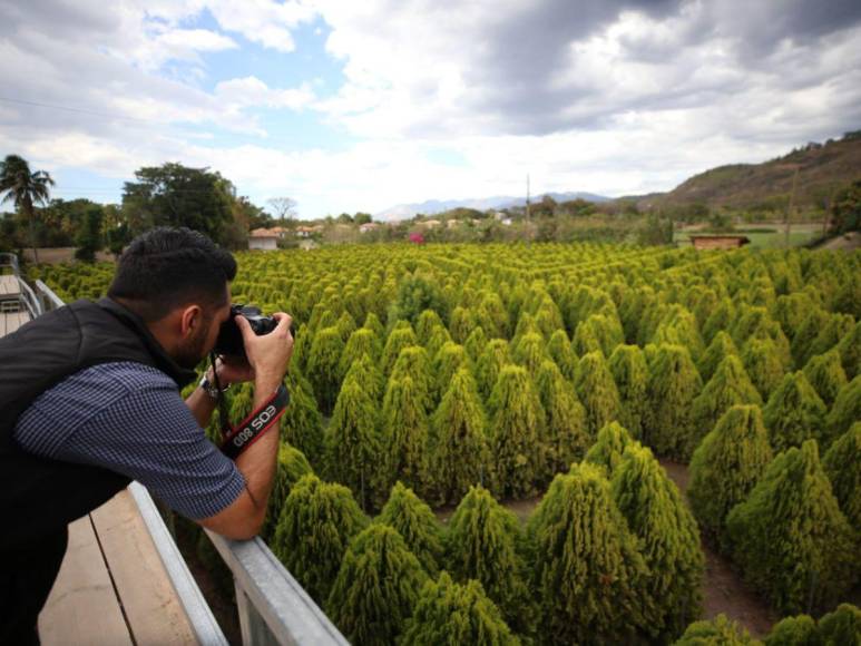 Adrenalina y ambiente familiar: así es la increíble experiencia al visitar el Laberinto de Cipreses en Comayagua