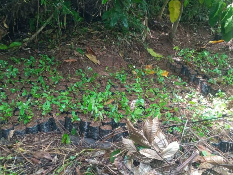 Casi un millón de plantas de cocaína entre lo asegurado por la Policía en diferentes comunidades de Colón