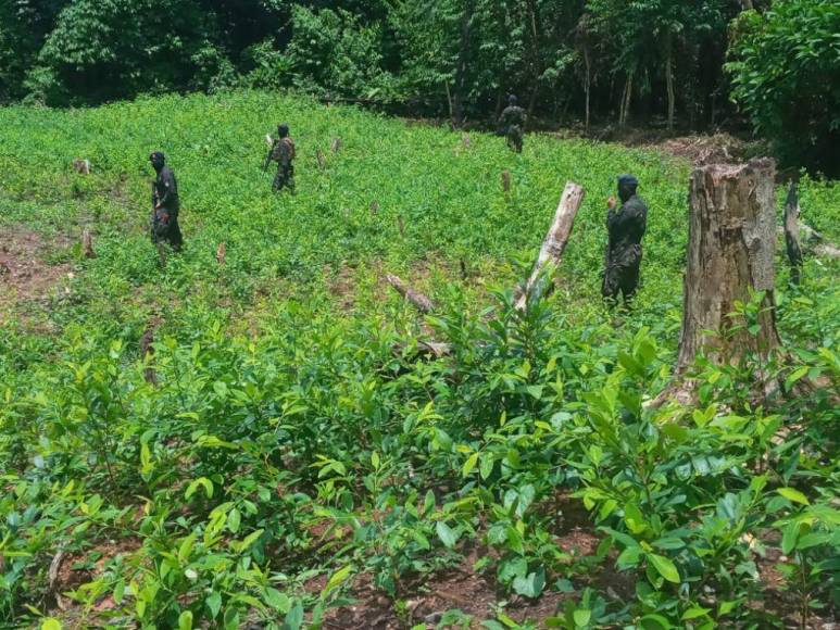 Casi un millón de plantas de cocaína entre lo asegurado por la Policía en diferentes comunidades de Colón