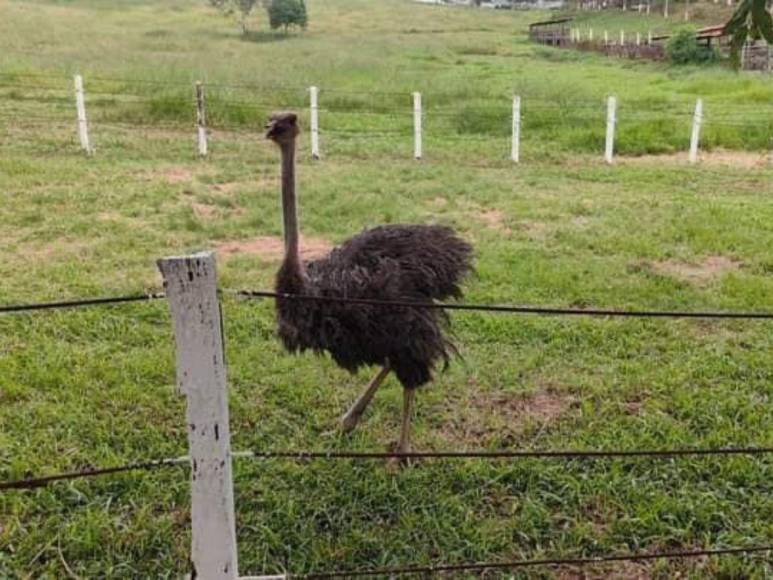 Tras controvertido cierre, Zoológico Joya Grande reabre sus puertas