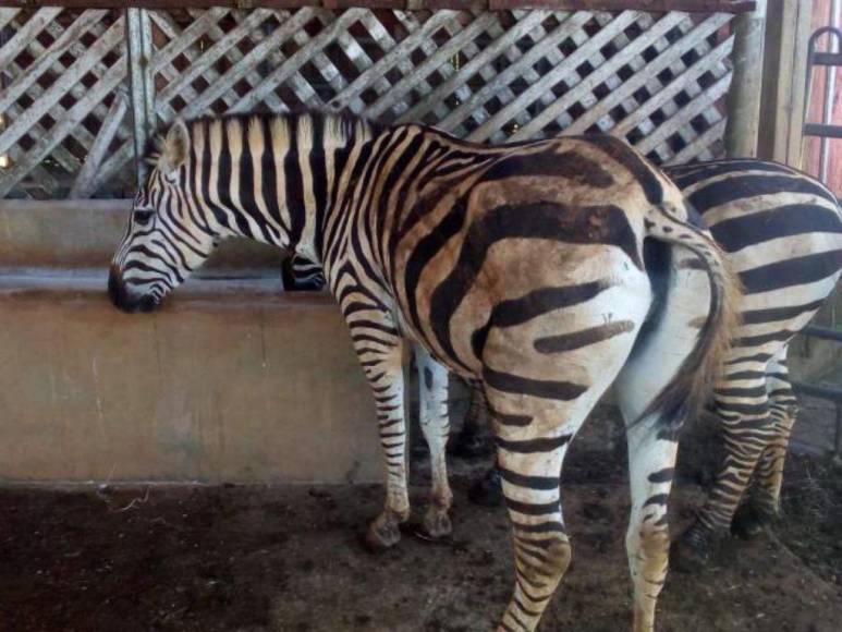 Divulgan imágenes de la realidad de los animales en Zoológico Joya Grande; OABI desmiente descuido